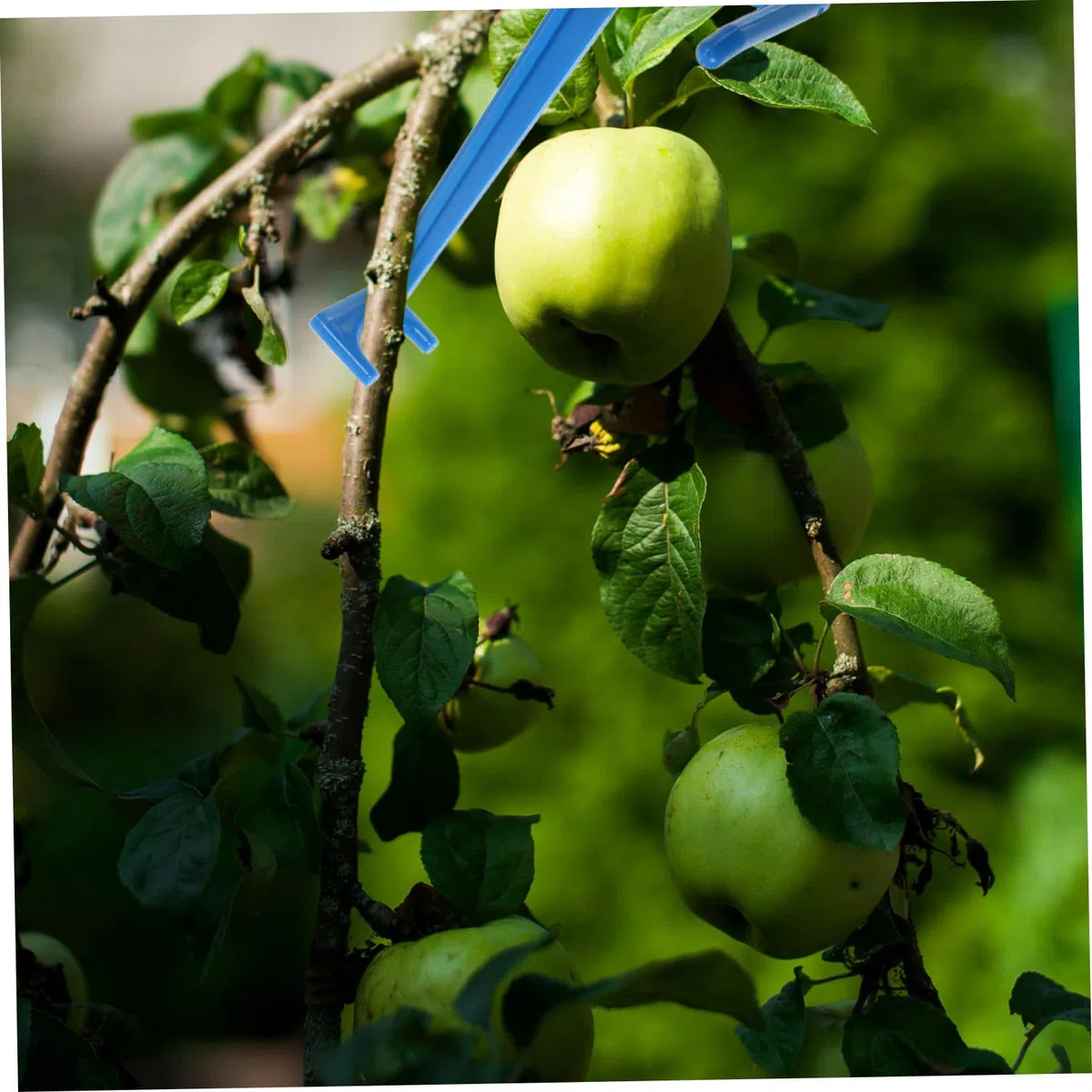 Astspreizer Für Obstbäume Gartenklammern Baumzweigspreizer Astformen Astklammer
