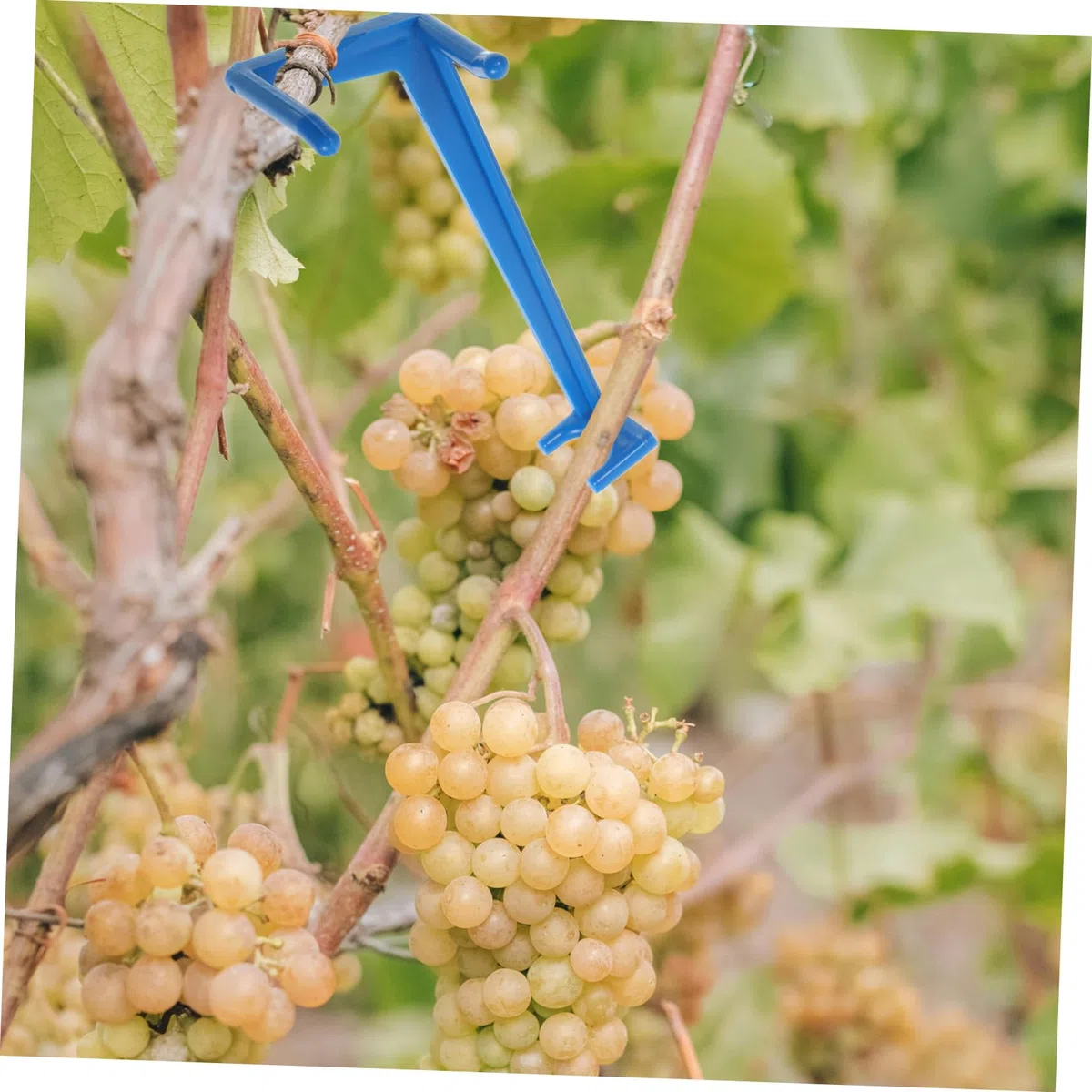 Astspreizer Für Obstbäume Gartenklammern Baumzweigspreizer Astformen Astklammer